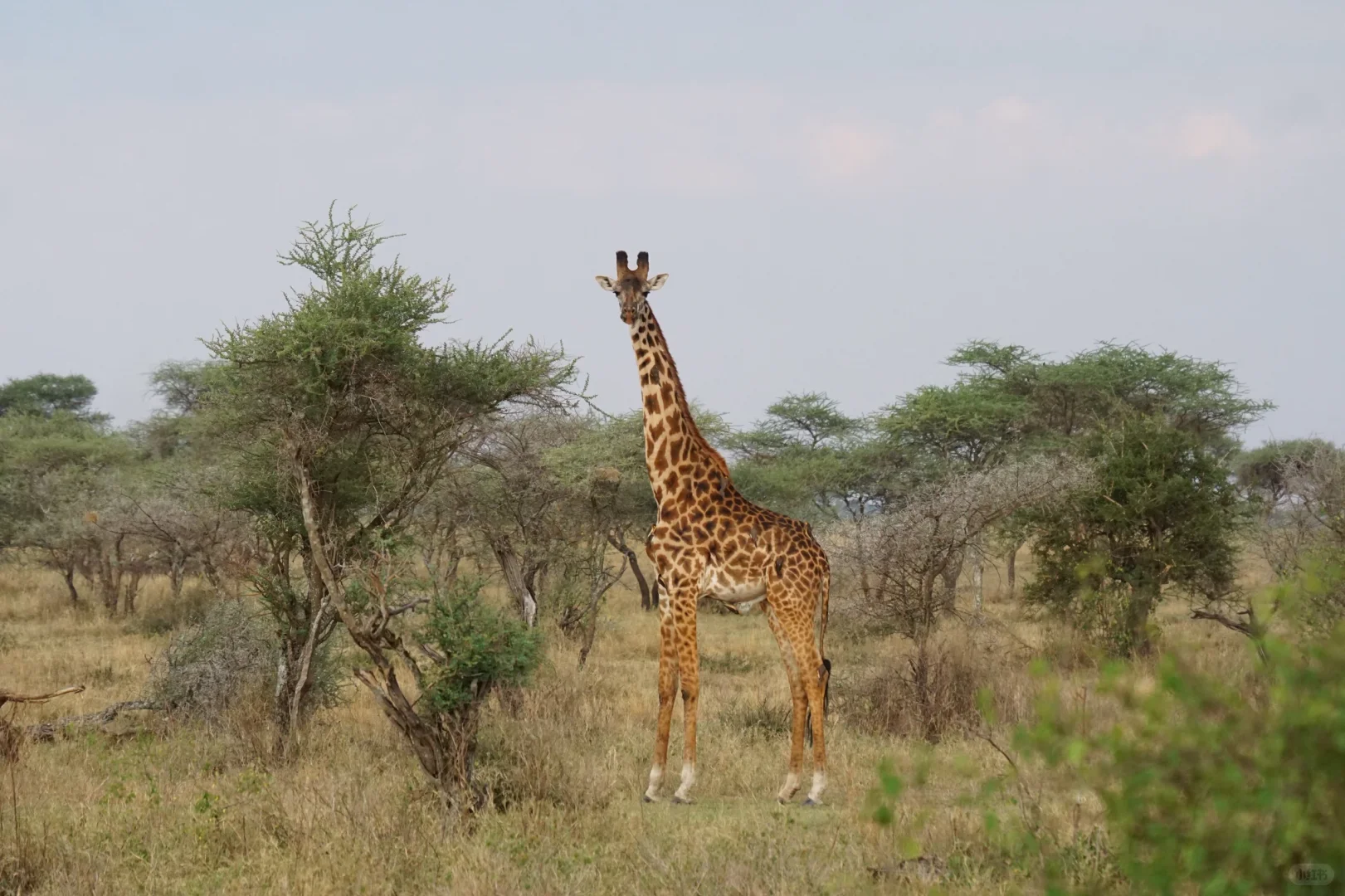 坦桑尼亚 |塞伦盖蒂