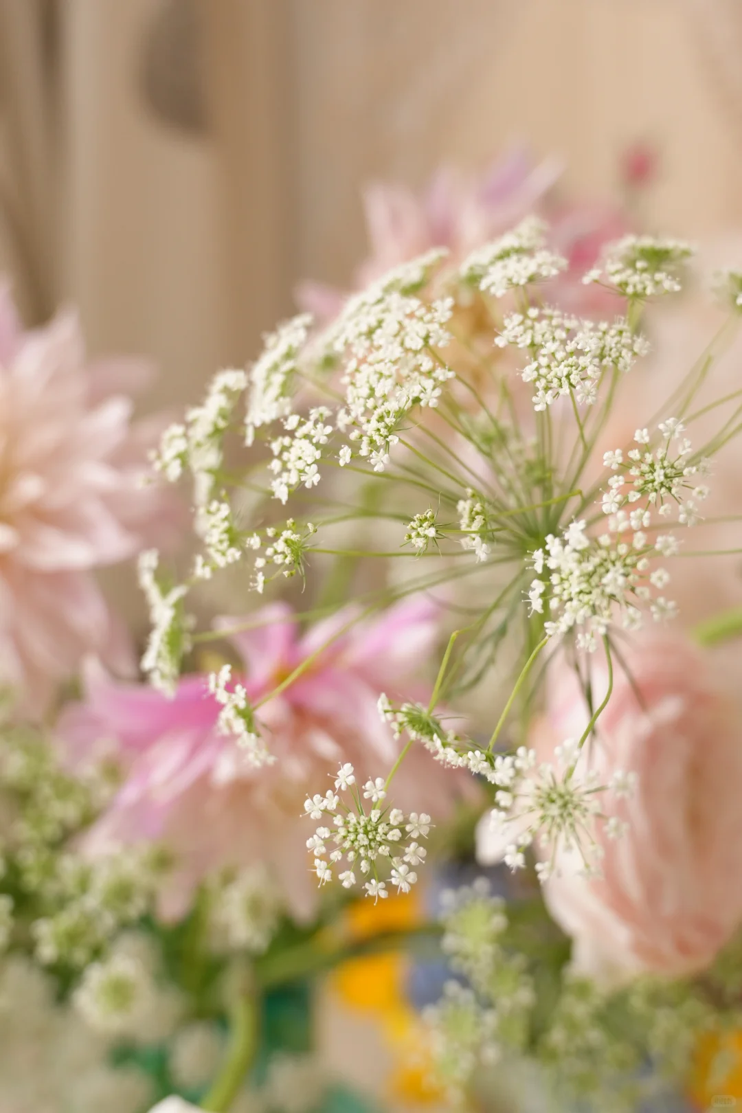 春系插花|蕾丝和少女