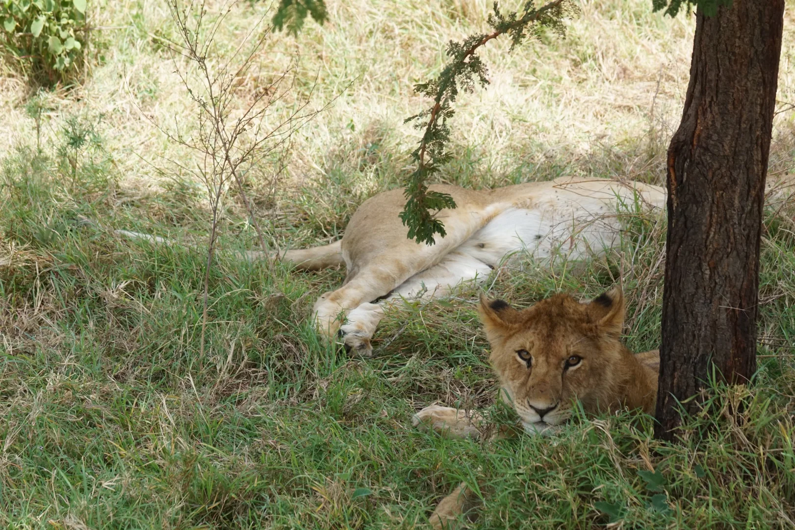 坦桑尼亚 |塞伦盖蒂