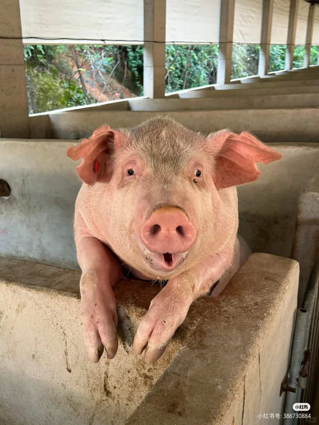 艾特与它长得最像的人