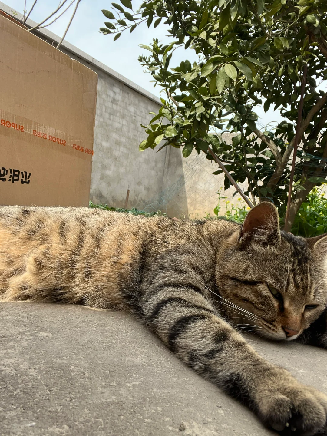 住农村，中午跟老公喝冰镇米酒
