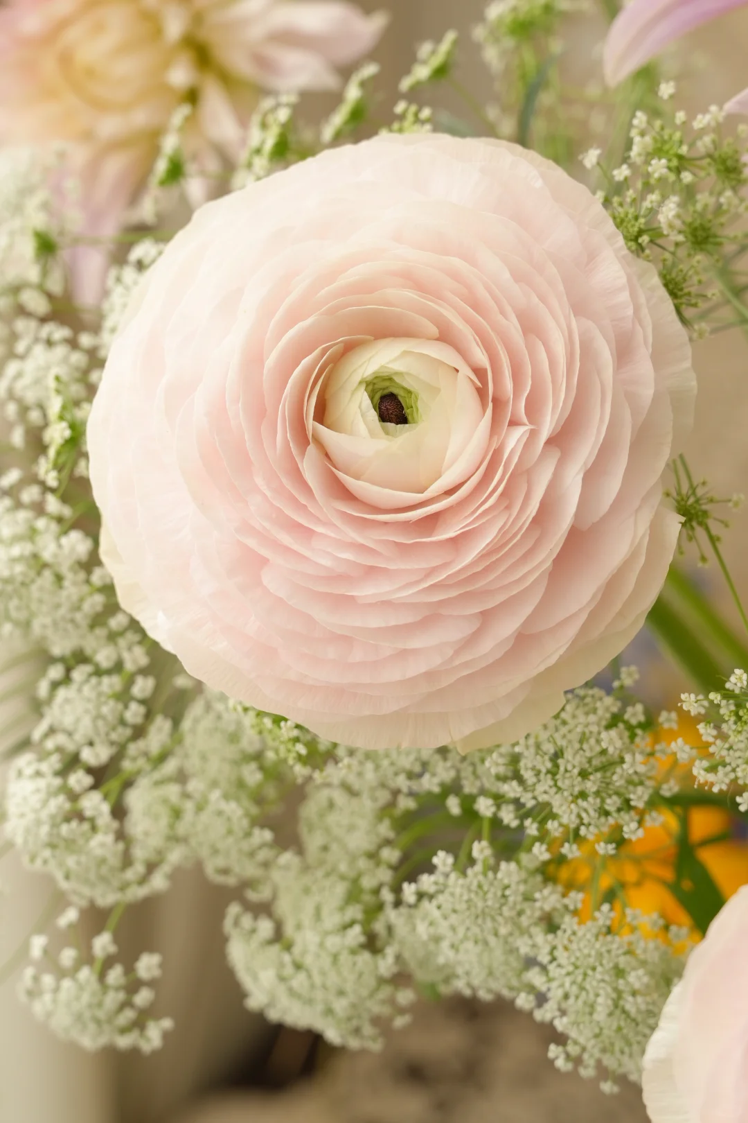 春系插花|蕾丝和少女