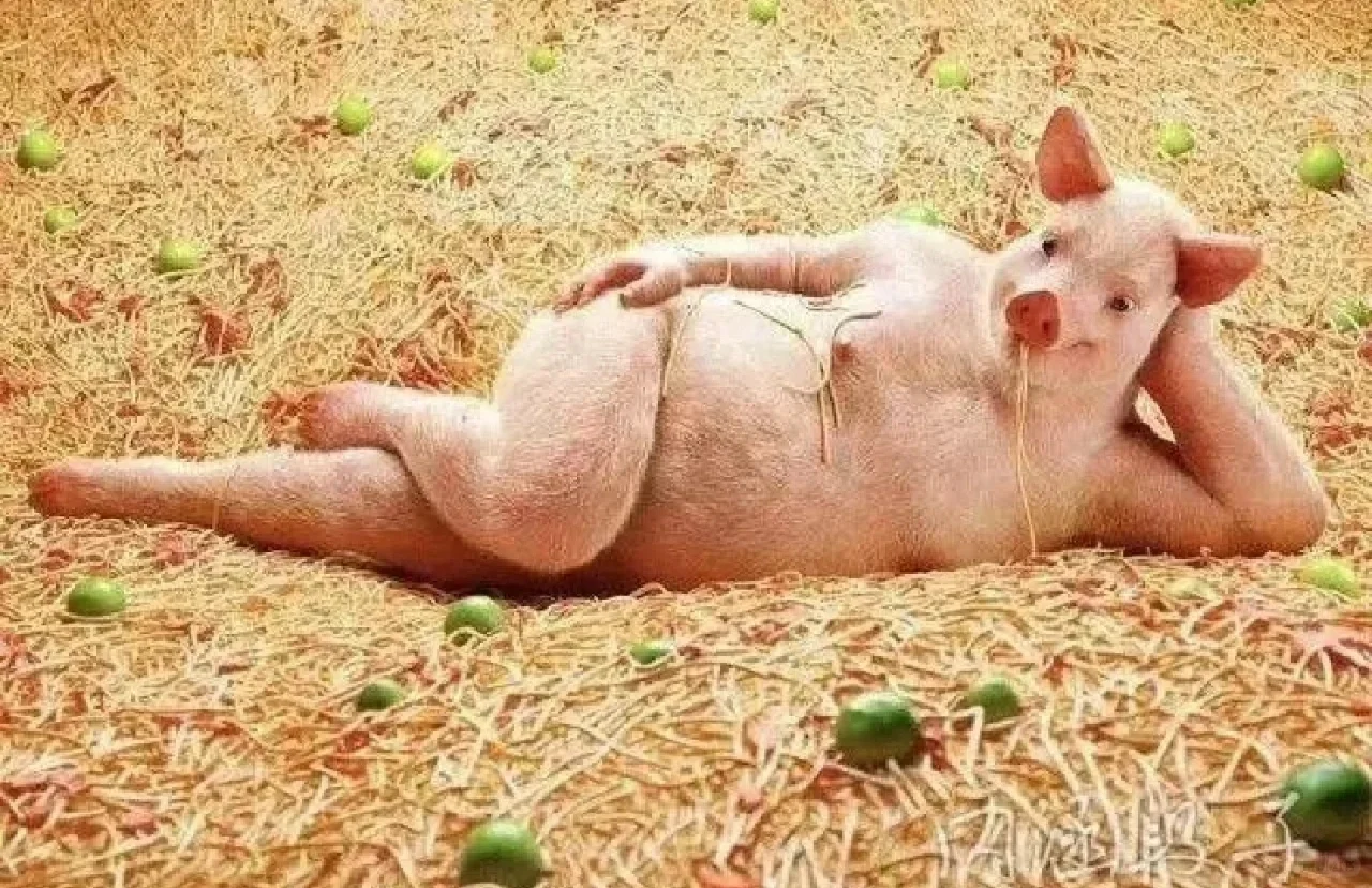 是不是很搞笑?看这猪多妖娆。