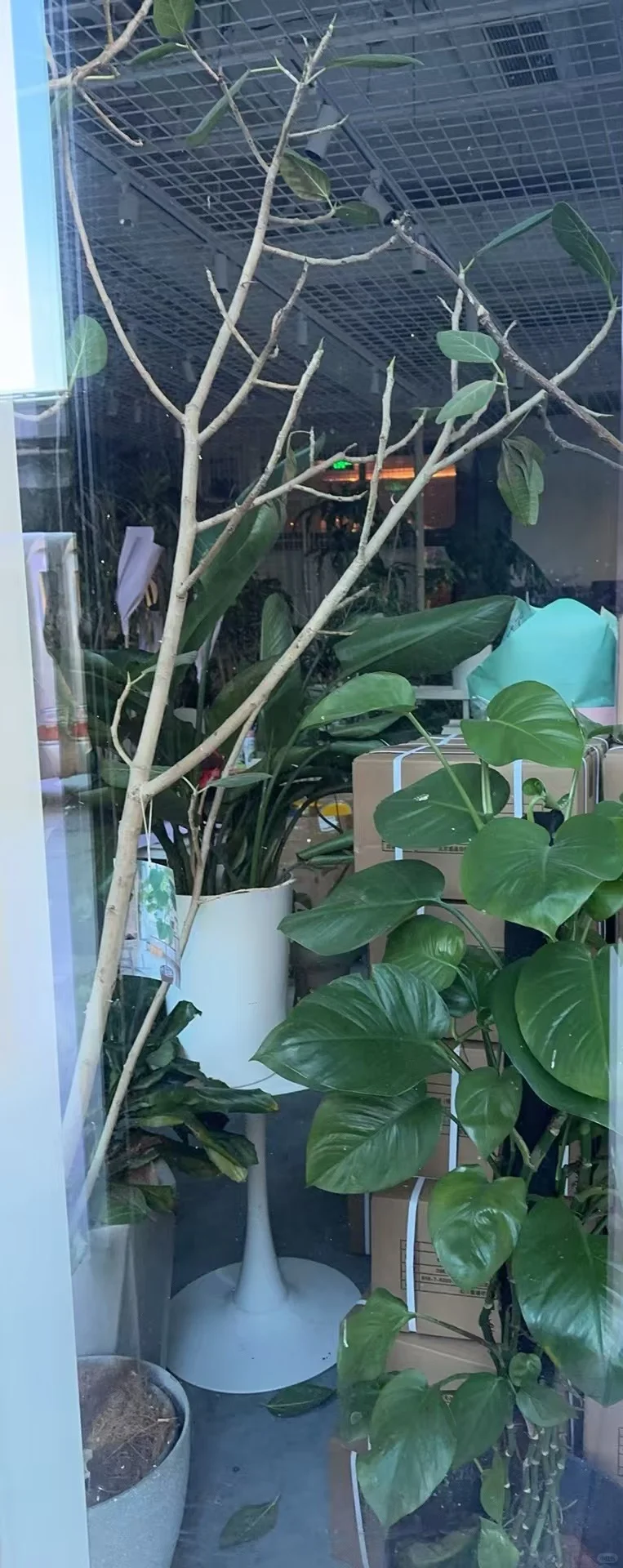 森蔓关门大吉喽