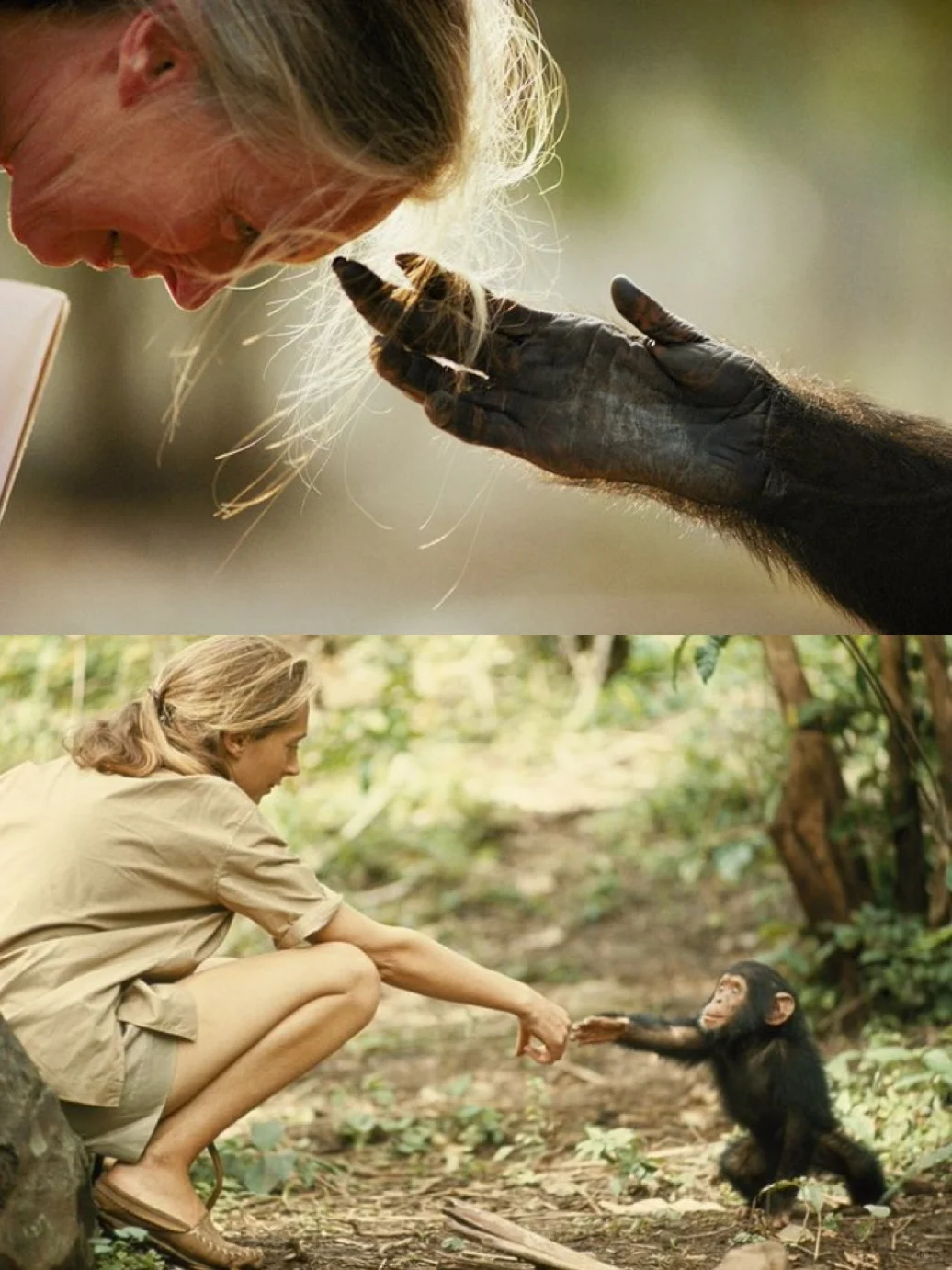 珍.古道尔为何伟大