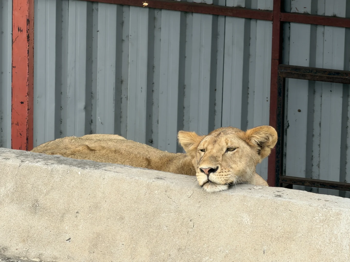 坦桑尼亚 |塞伦盖蒂