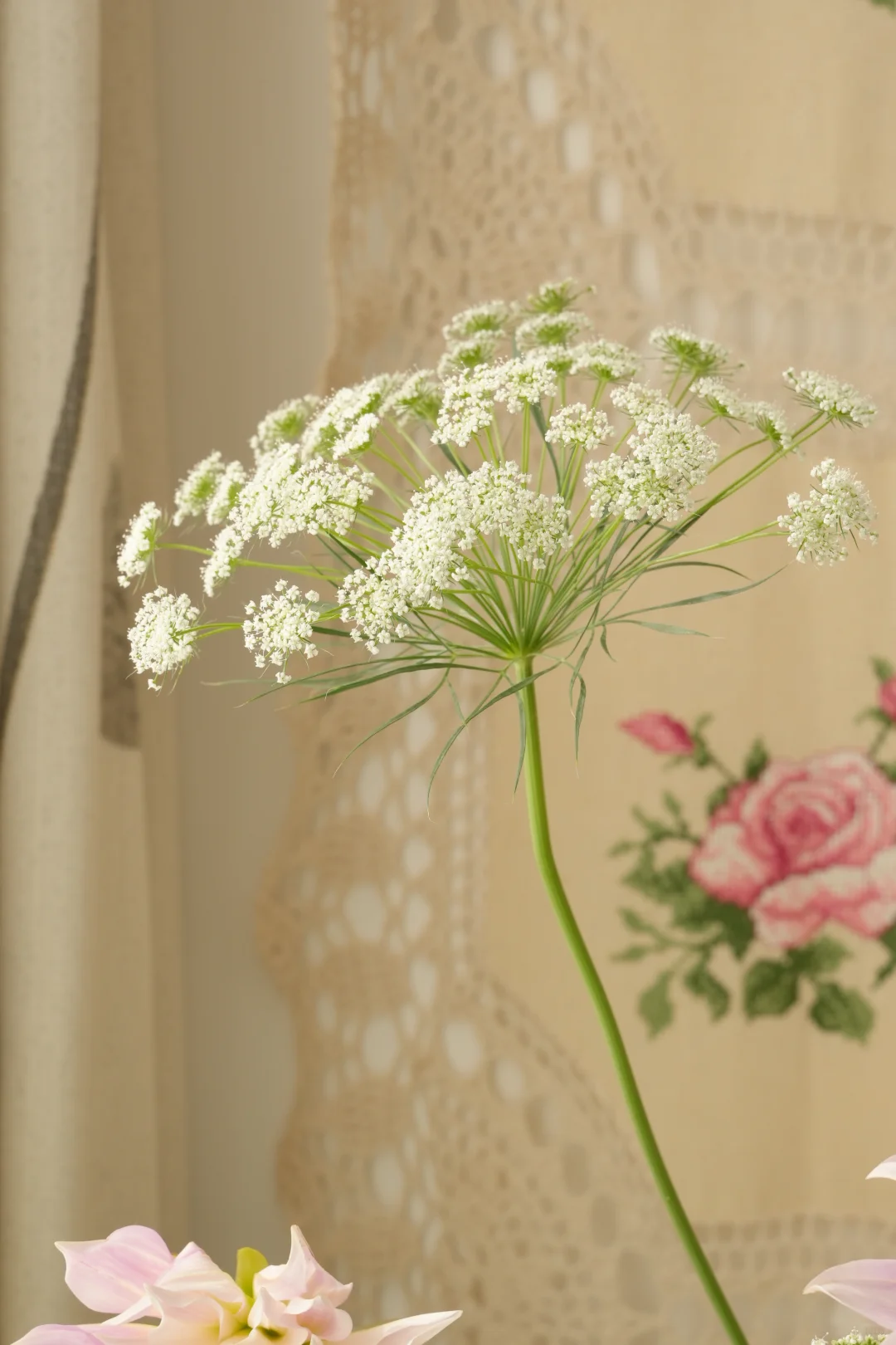 春系插花|蕾丝和少女