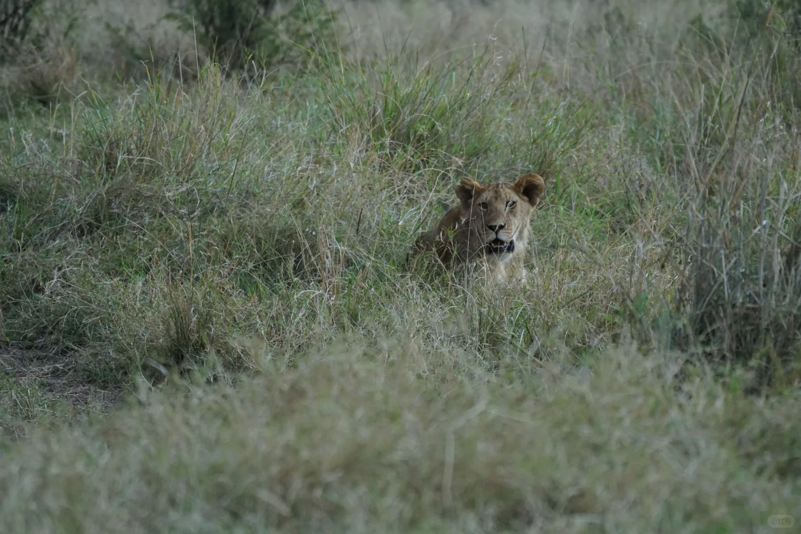 坦桑尼亚 |塞伦盖蒂
