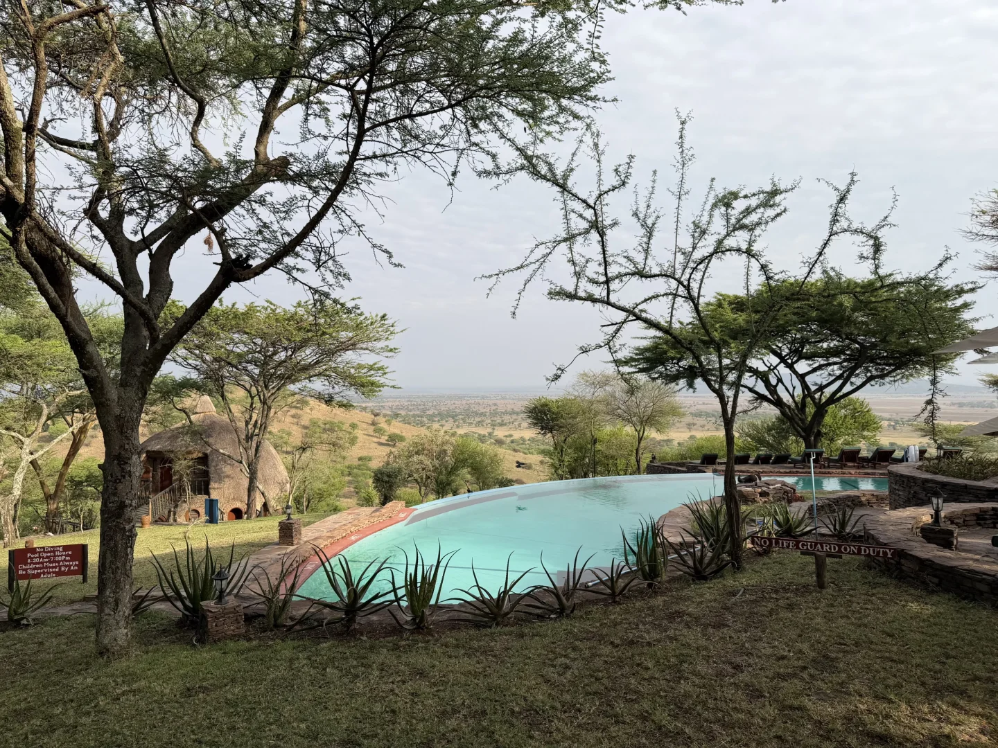 坦桑尼亚 |塞伦盖蒂