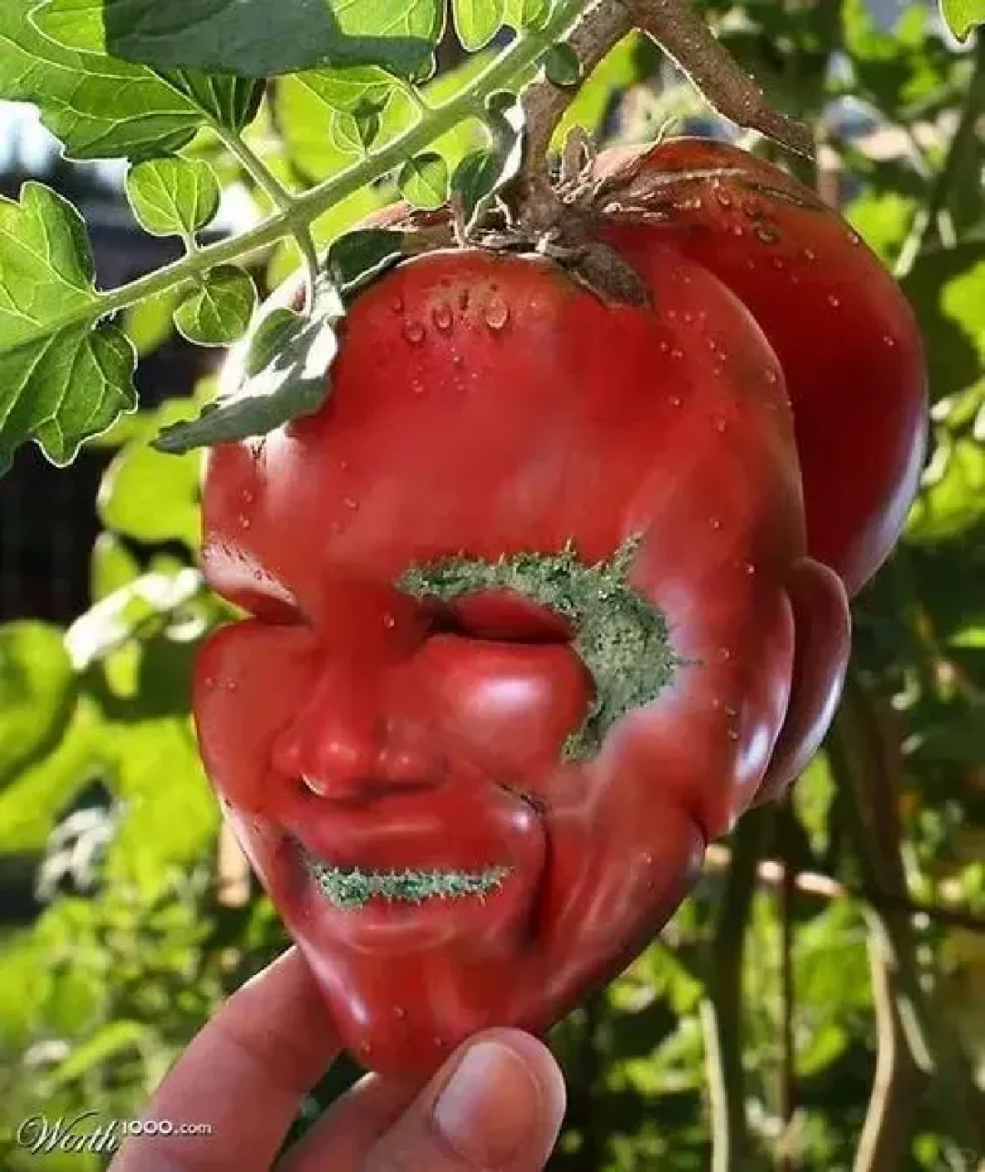 盘点一些笑死人的图片