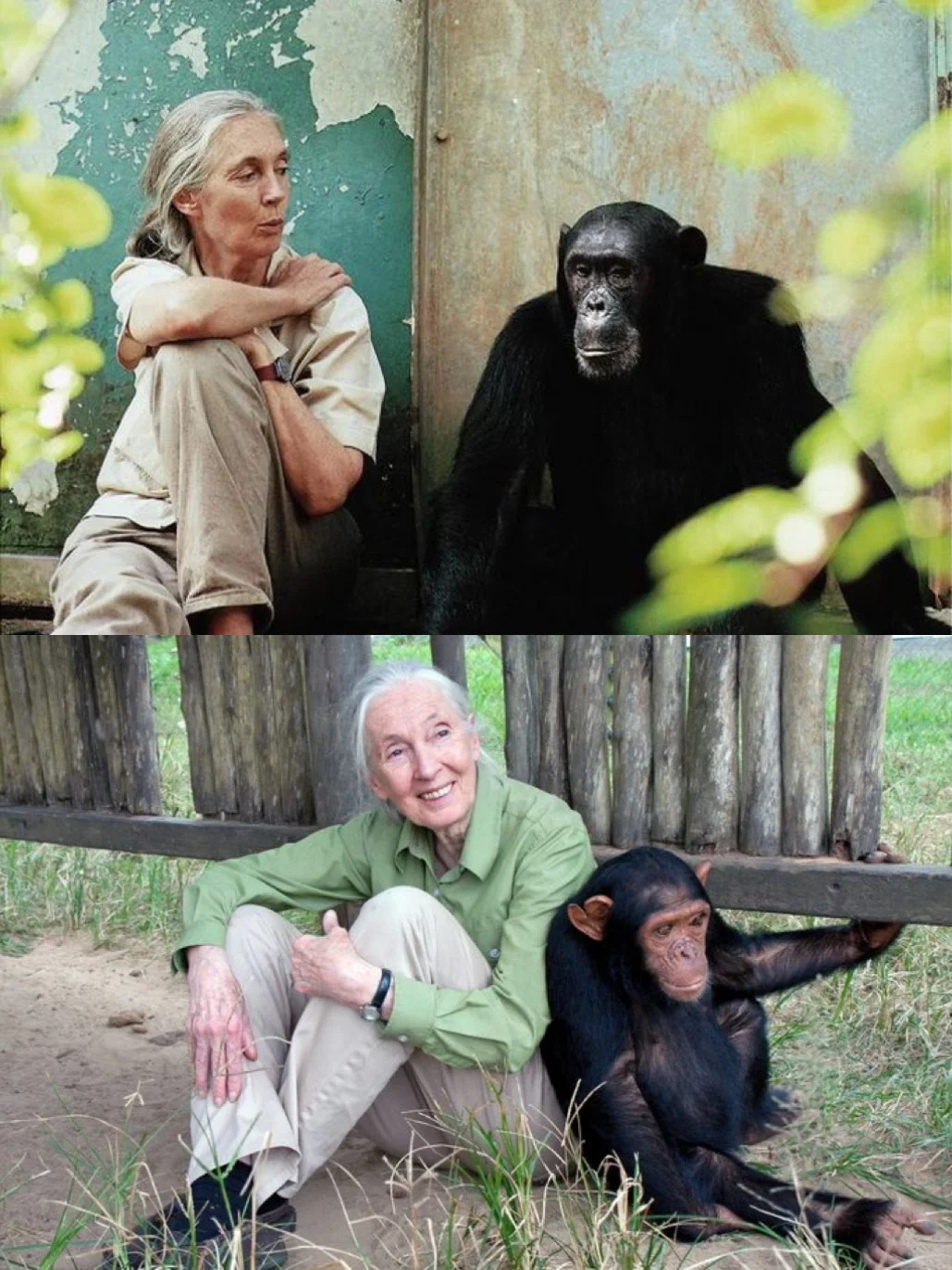 珍.古道尔为何伟大