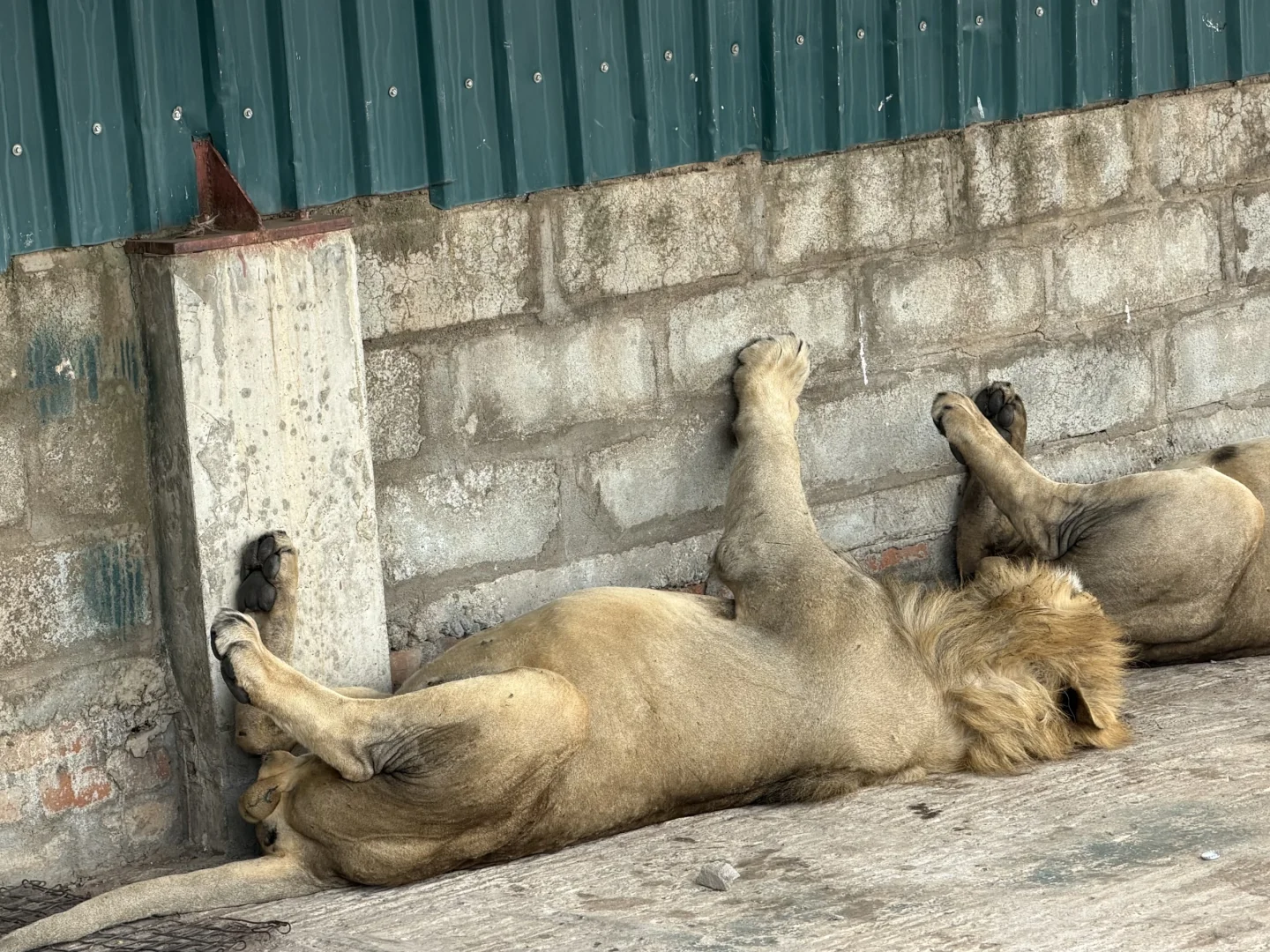坦桑尼亚 |塞伦盖蒂