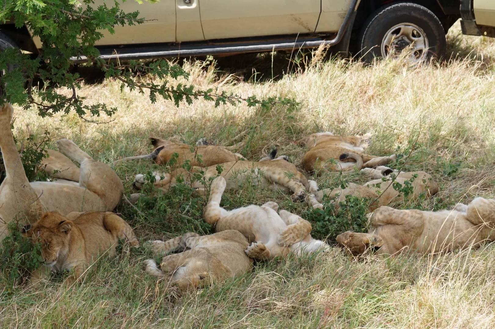 坦桑尼亚 |塞伦盖蒂