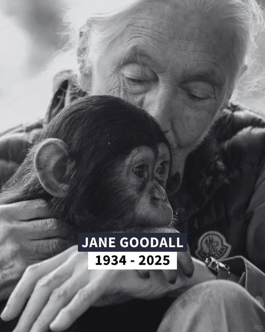 珍.古道尔为何伟大