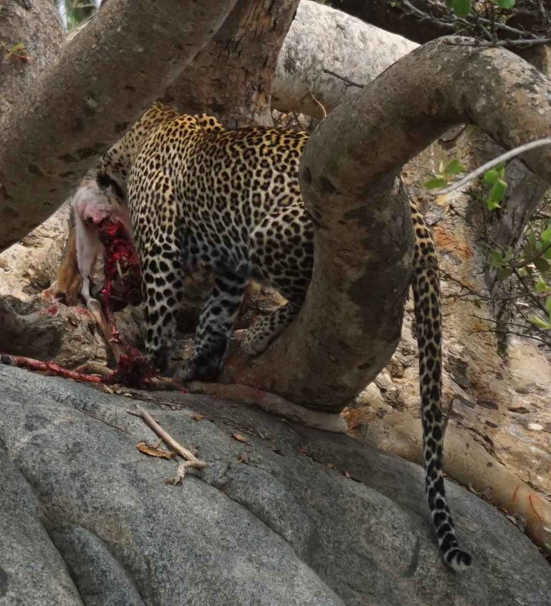 坦桑尼亚 |塞伦盖蒂