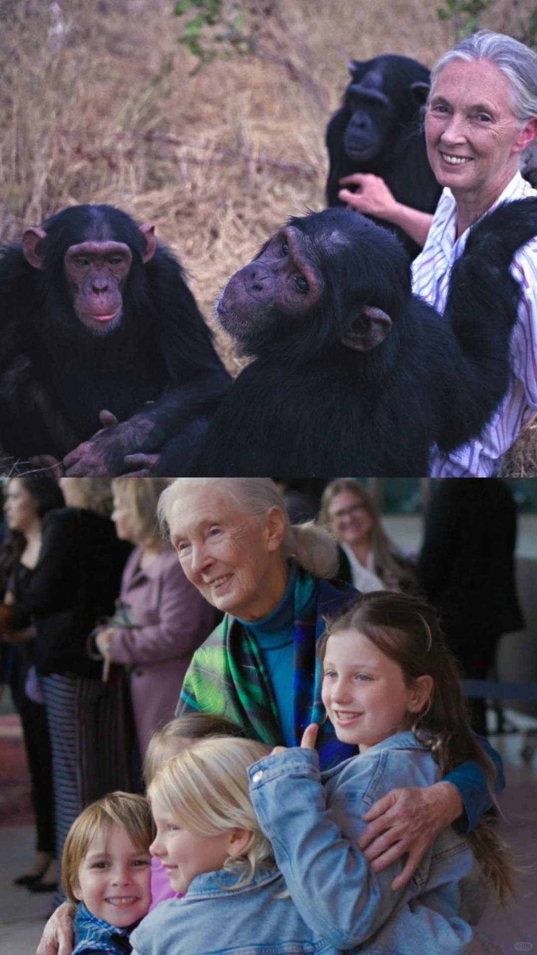 珍.古道尔为何伟大