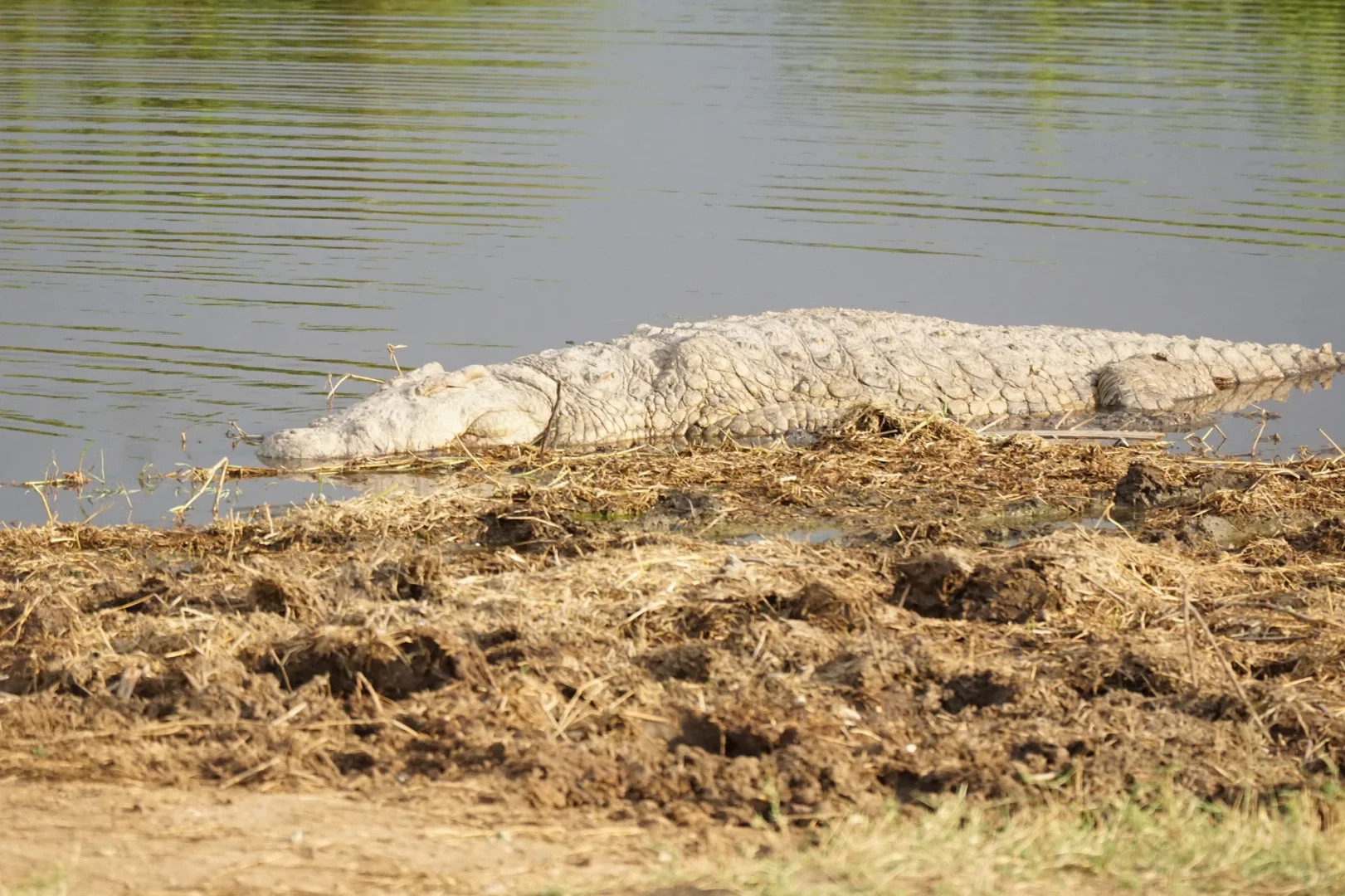 坦桑尼亚 |塞伦盖蒂