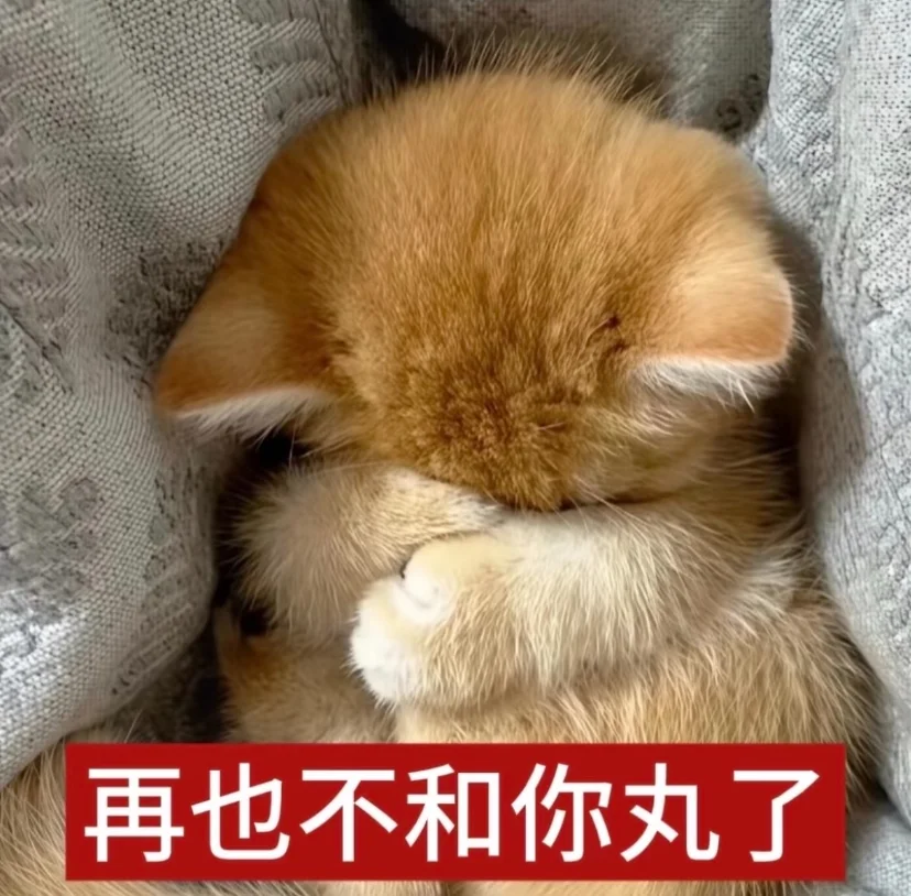 表情包｜低脂小猫