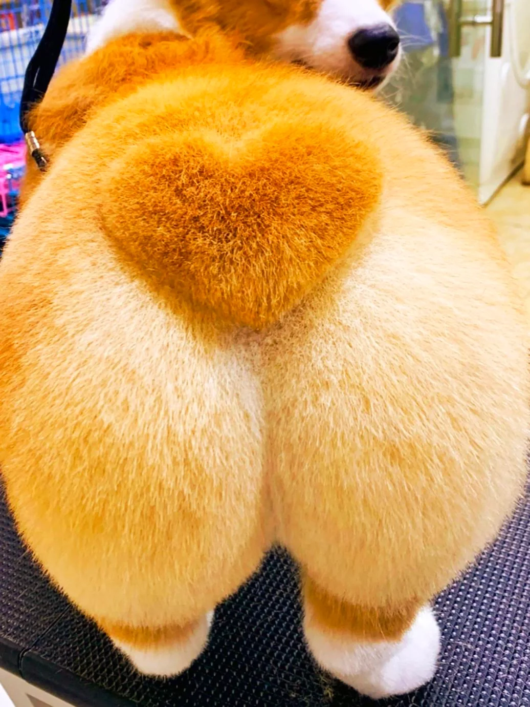 狗子 这睡姿比我还要妖娆.