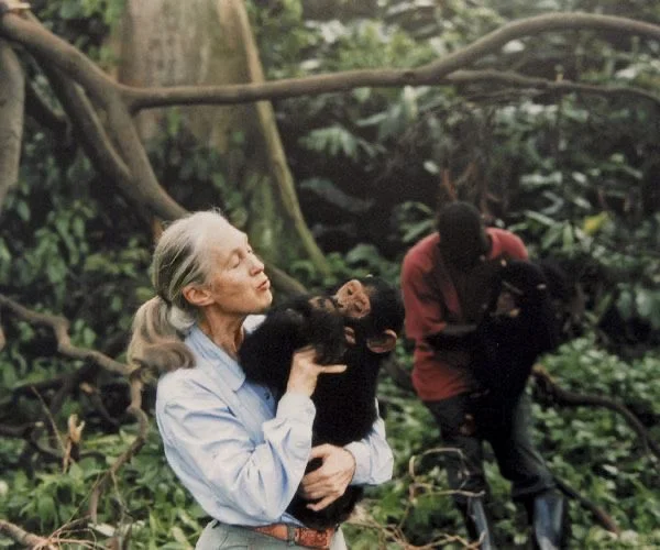 珍.古道尔为何伟大