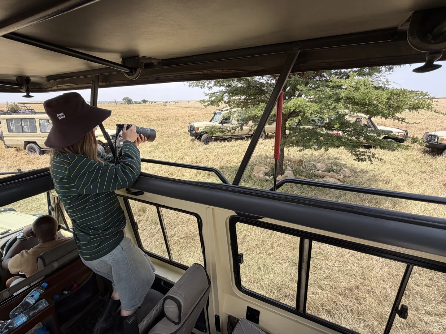 坦桑尼亚 |塞伦盖蒂