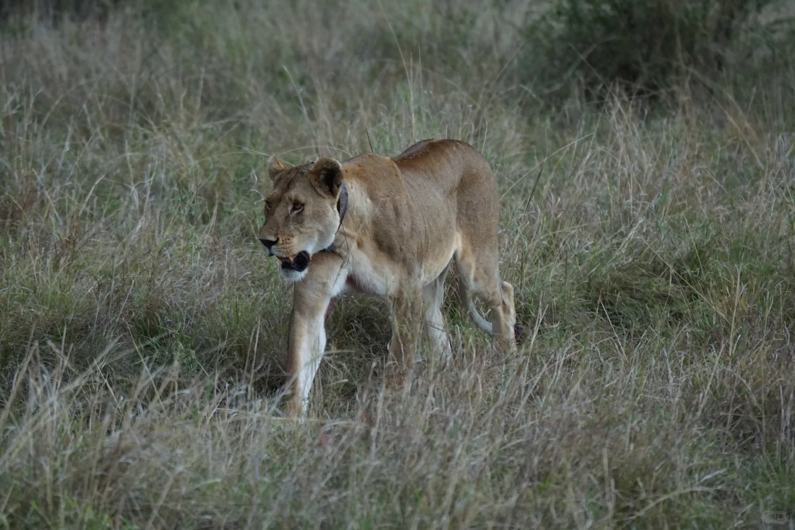 坦桑尼亚 |塞伦盖蒂
