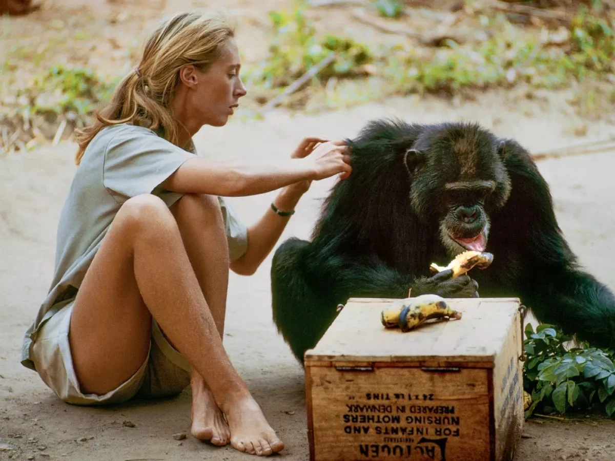 珍.古道尔为何伟大