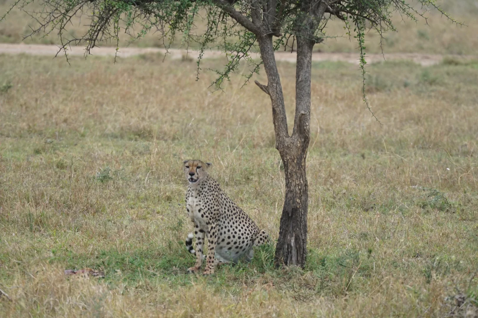 坦桑尼亚 ｜塞伦盖蒂