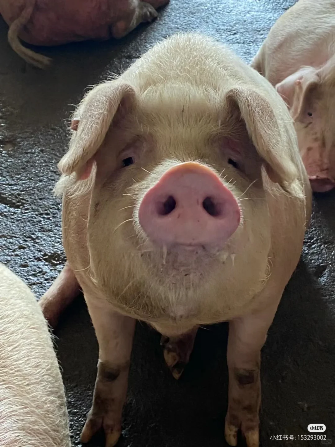 艾特与它长得最像的人