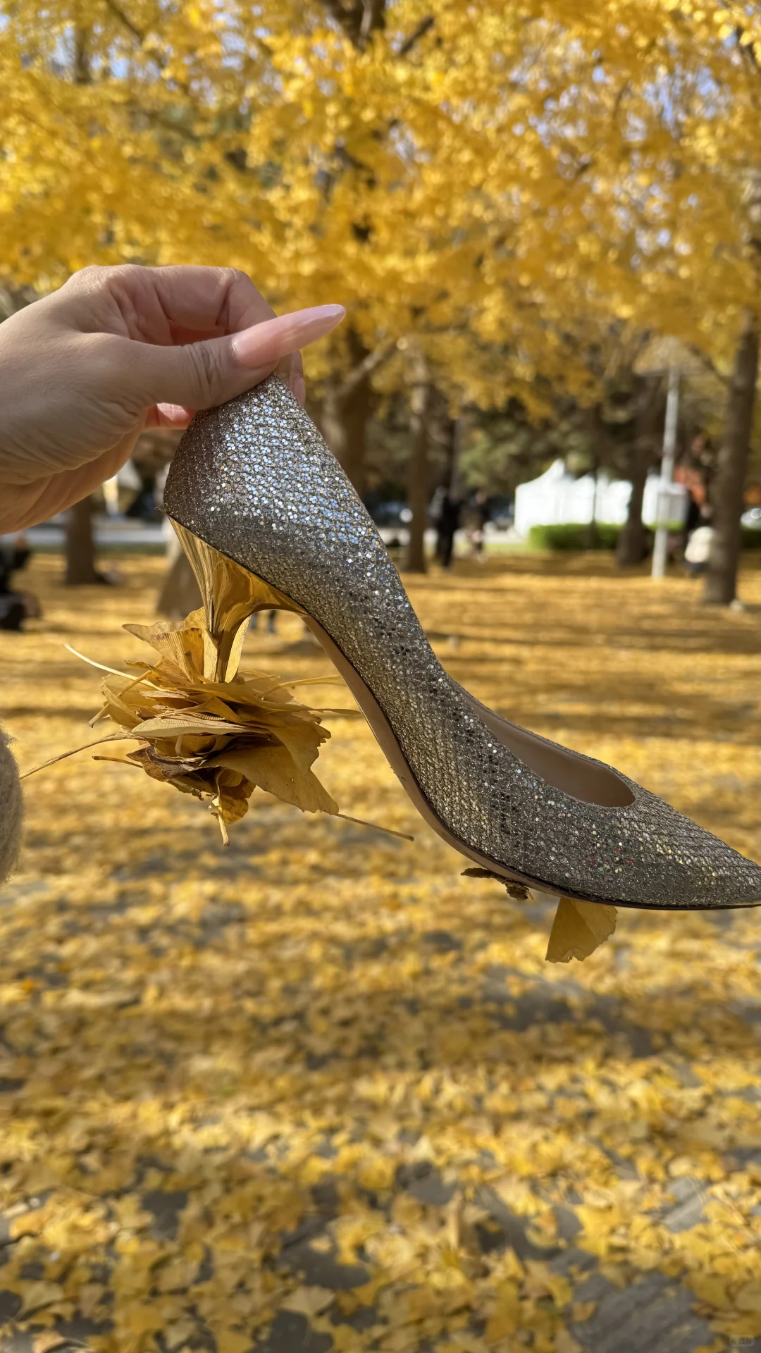 北平的秋🍂|银杏拍摄攻略