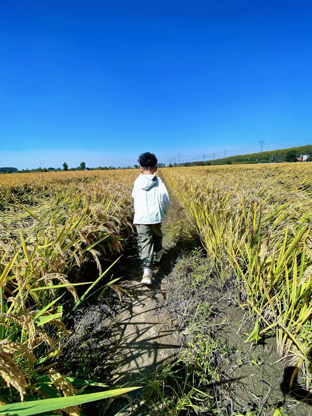 稻梦空间🌾秋天一定要来的🍂