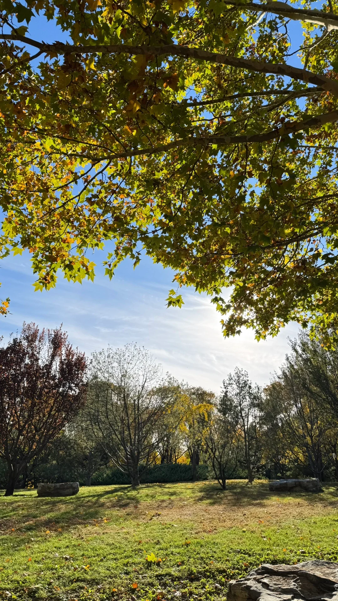 北平的秋🍂|银杏拍摄攻略