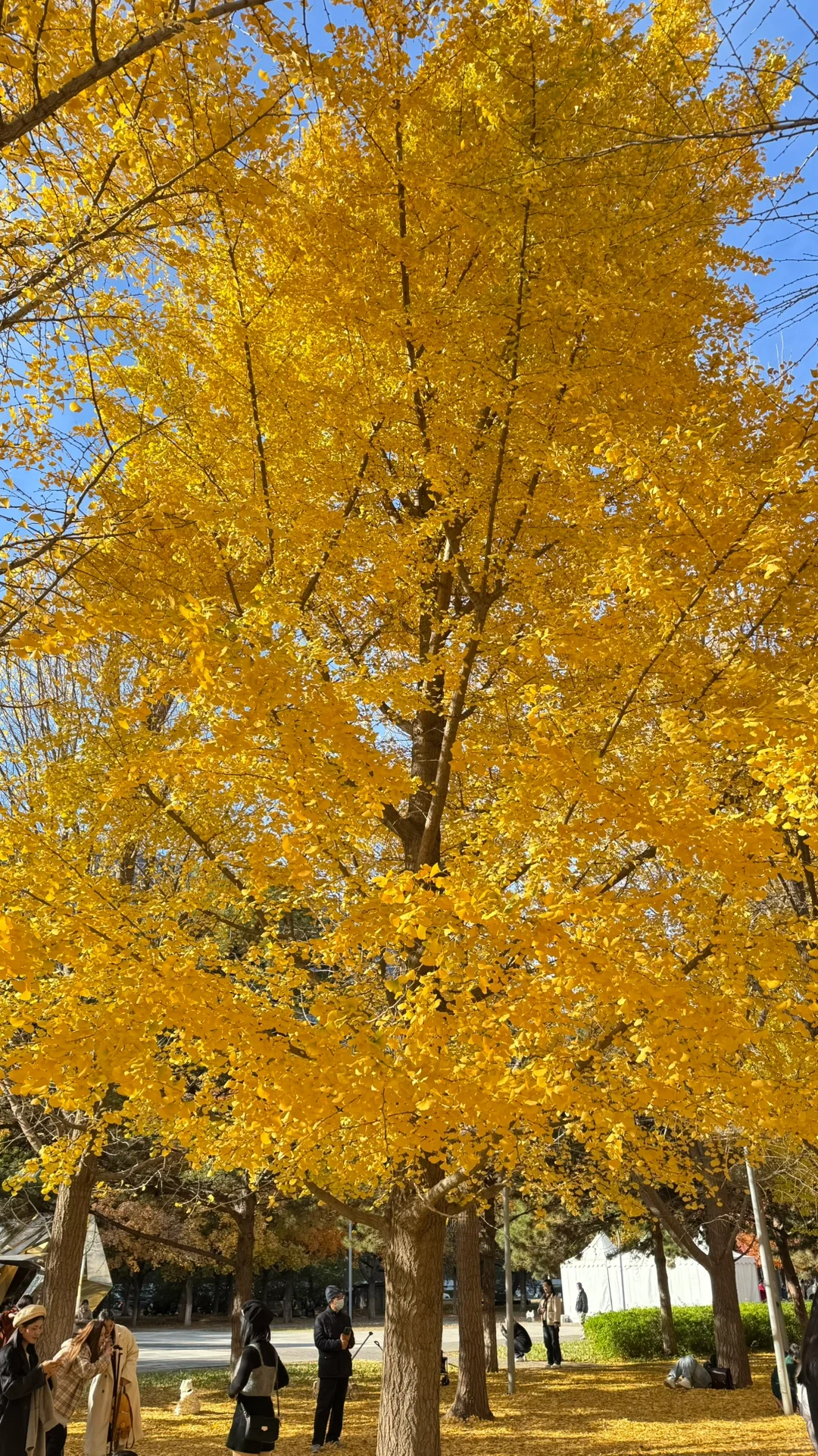 北平的秋🍂|银杏拍摄攻略