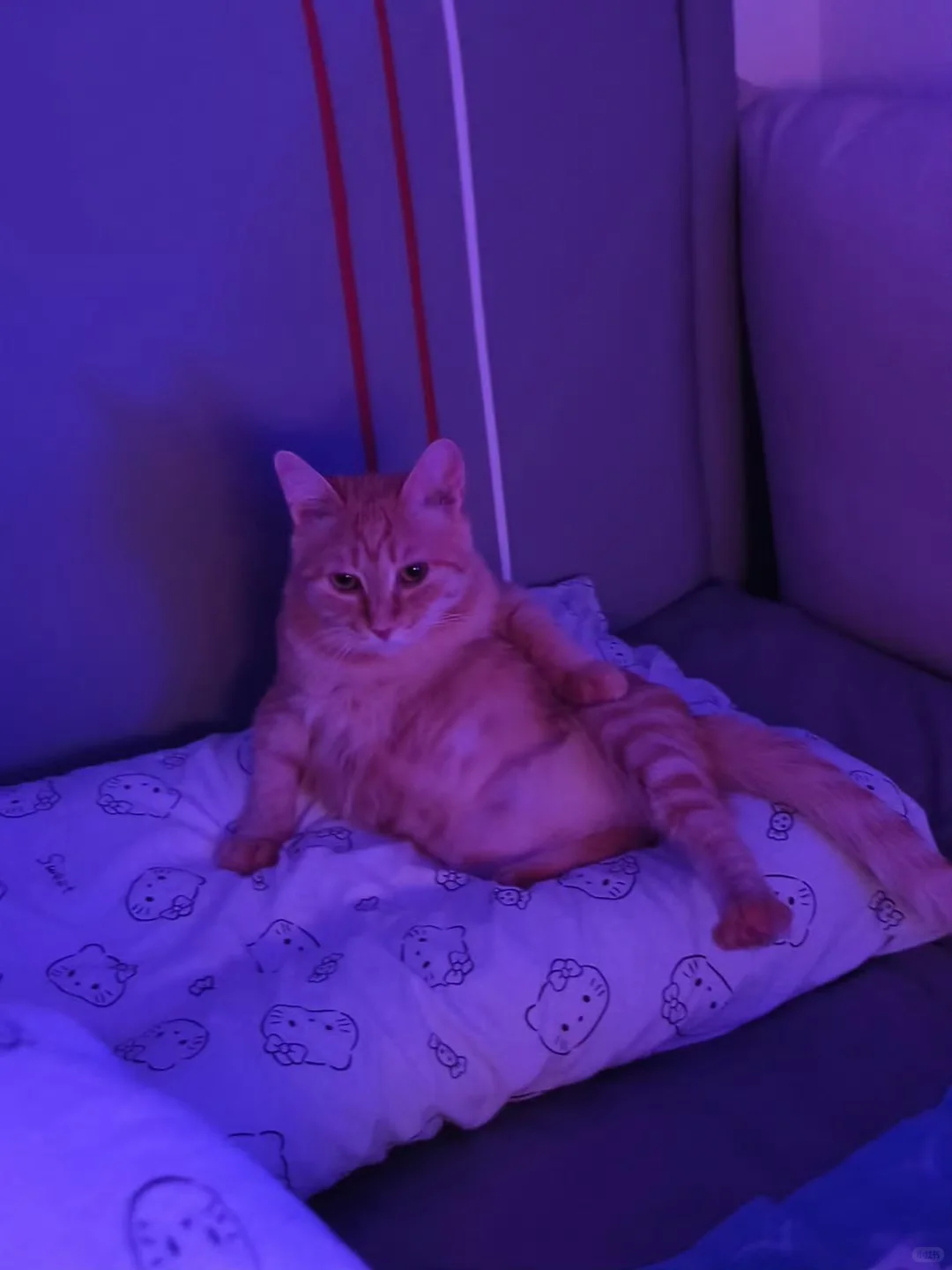 妖娆的猫猫