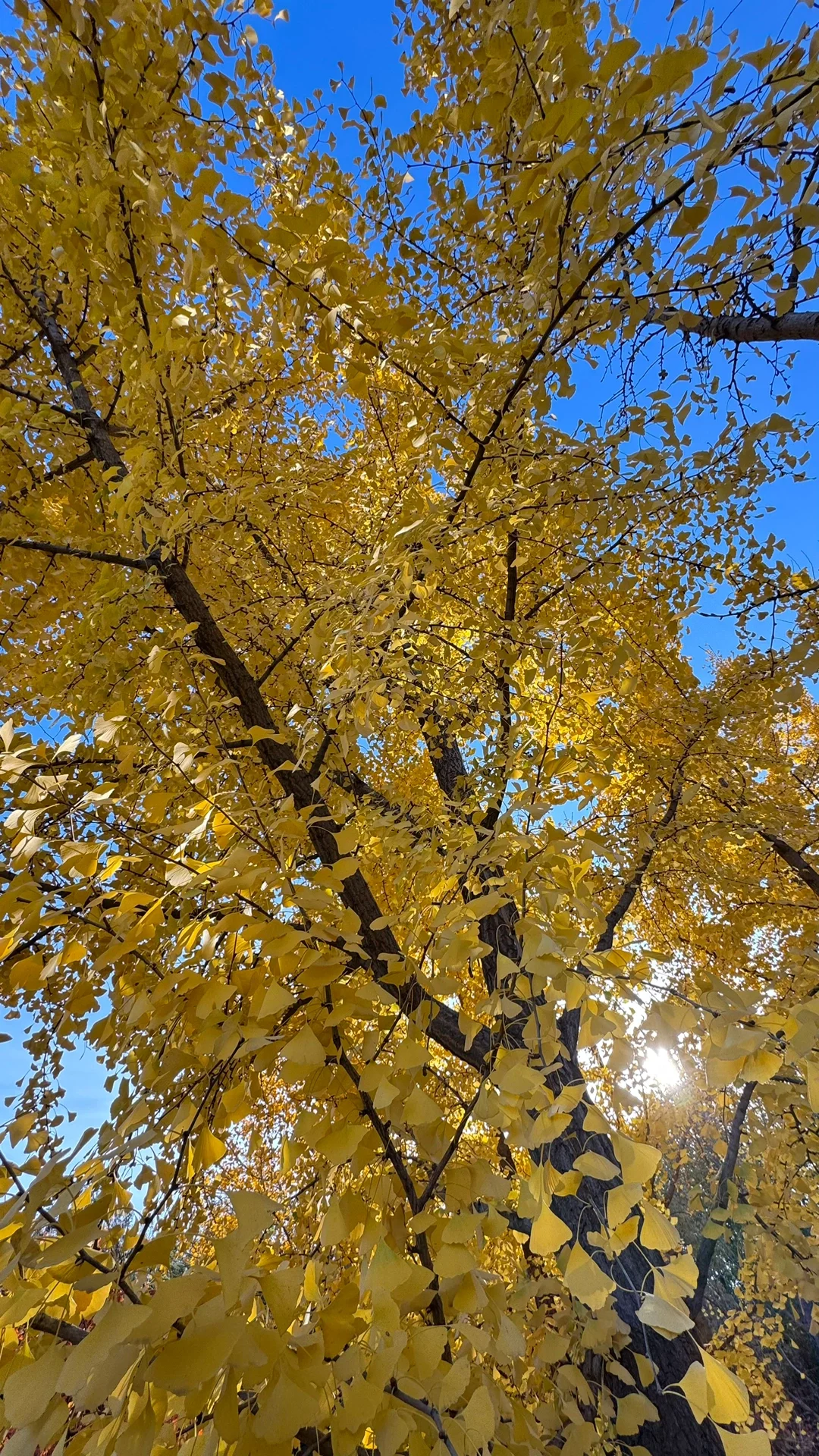 北平的秋🍂|银杏拍摄攻略