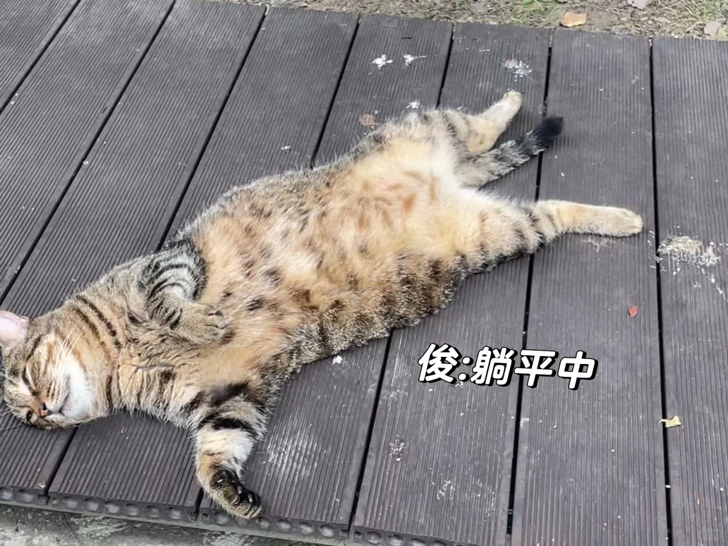 研三🫧今天素温柔学姐风🌬️