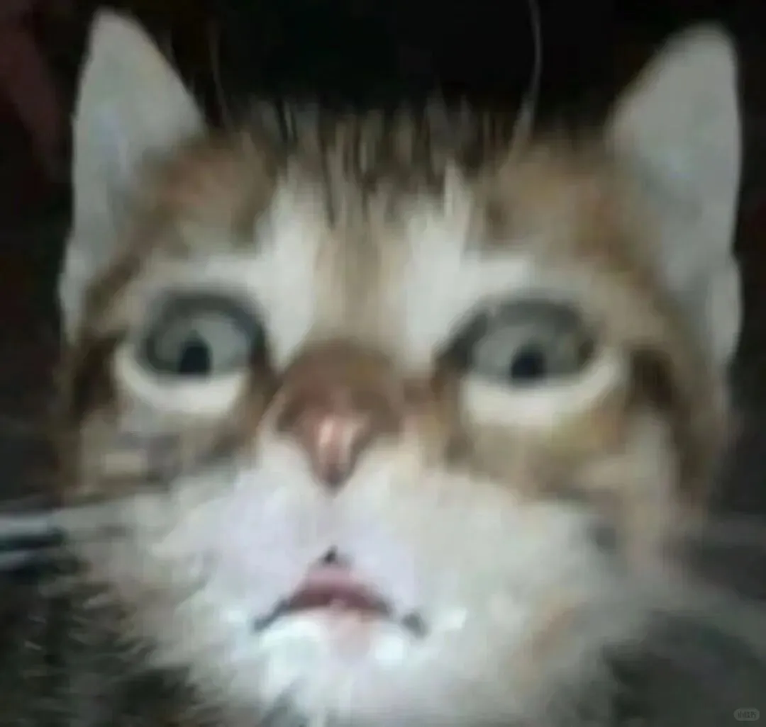 蜜汁微笑的猫meme表情包分享