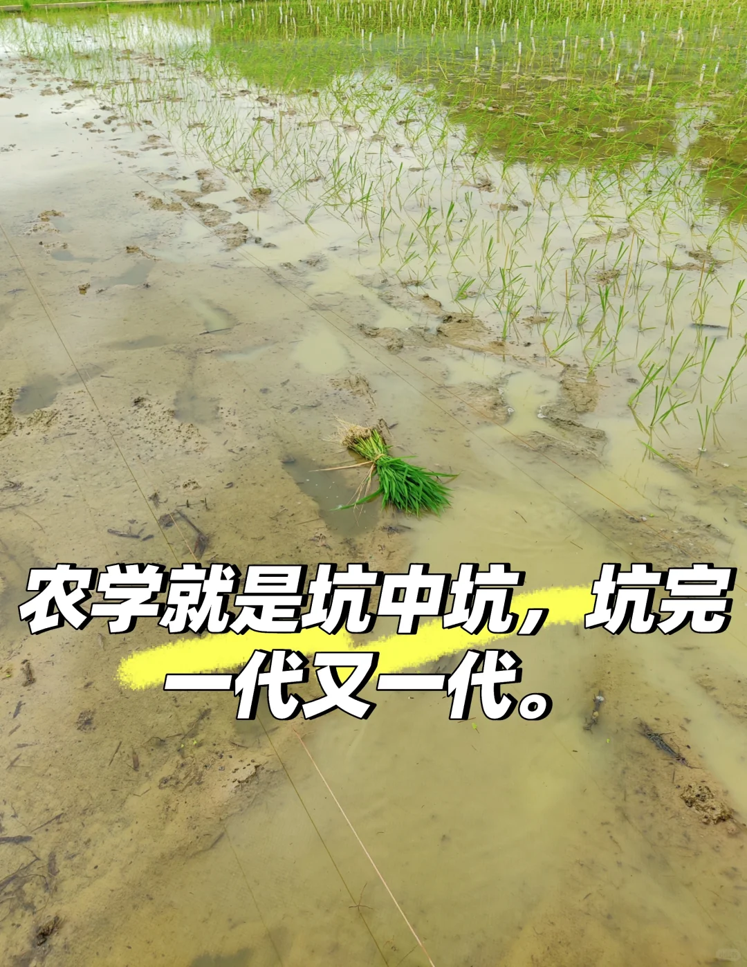 远离农学，不然你会变得不幸。
