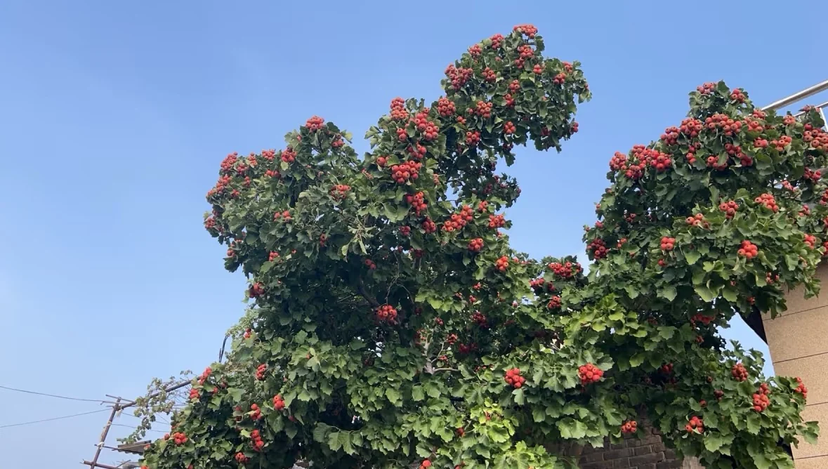 咋长的 怎么这么妖艳