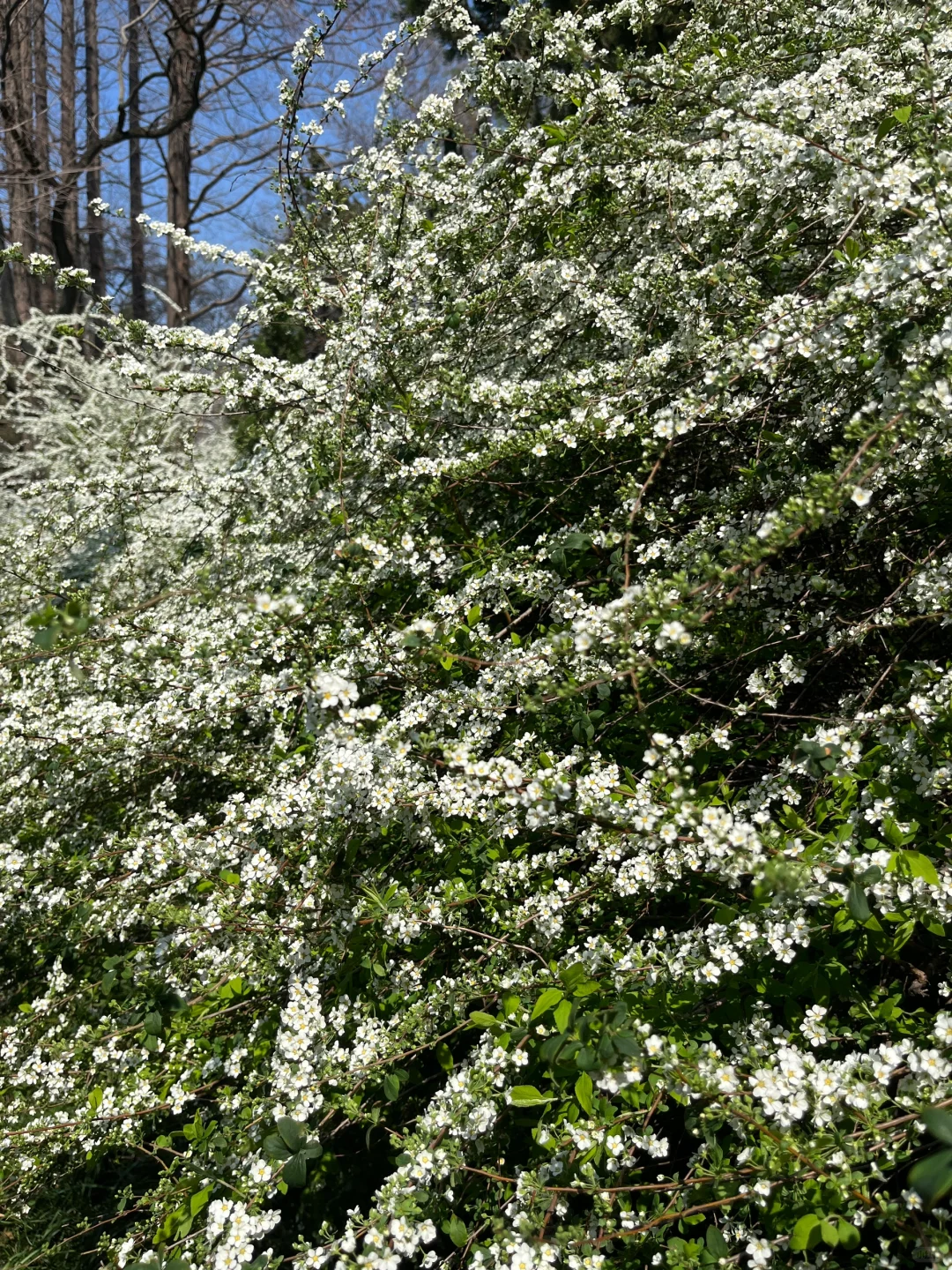 天气晴🌿 ⋆⸝⸝ •͈ᴗ⁃͈一些live图