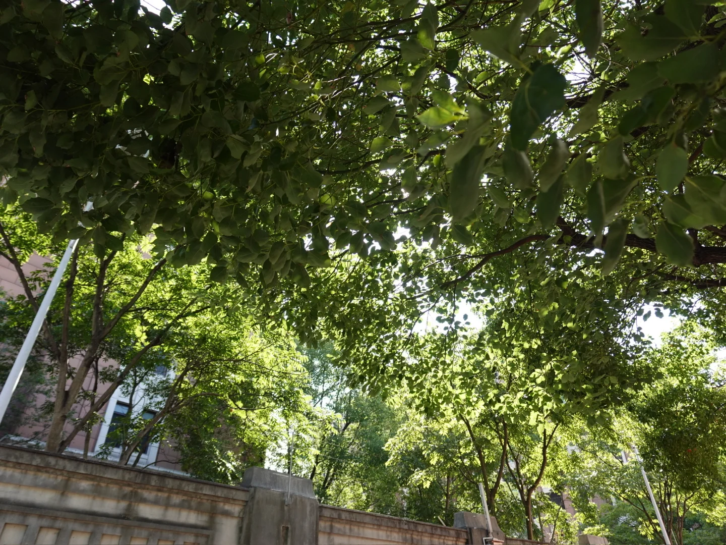 记高中最后一次运动会💭