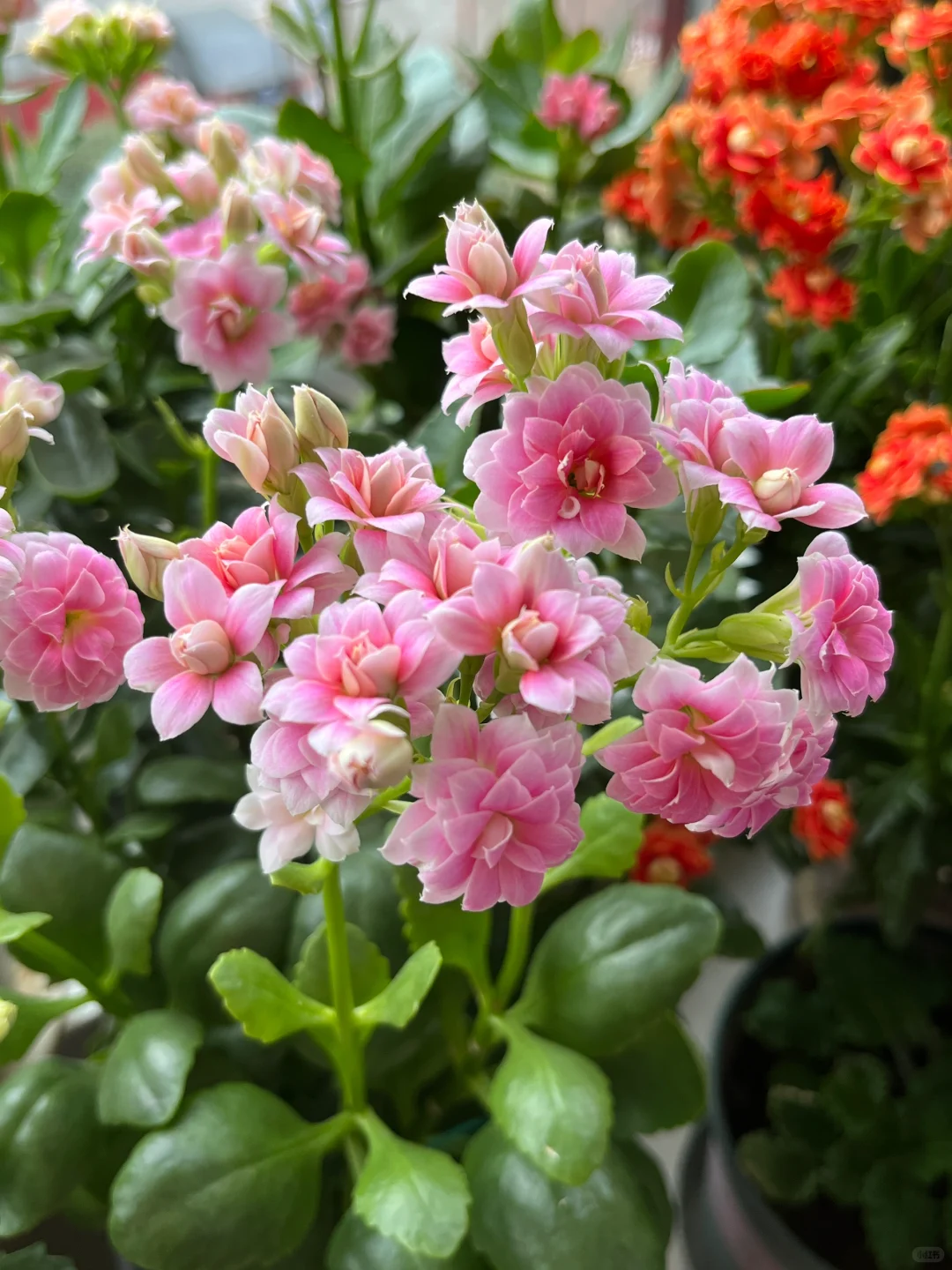 长寿花太好看了！