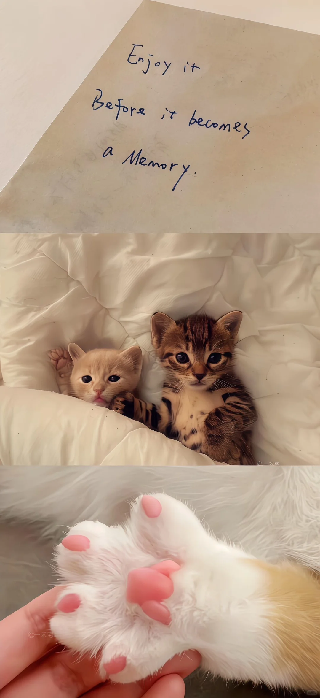 share｜ins风拼接壁纸🐇