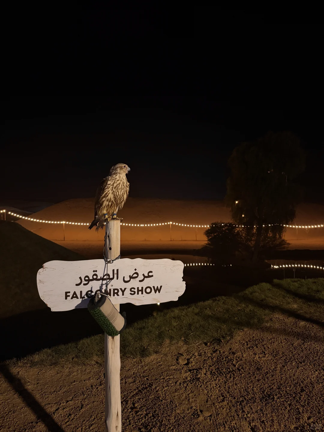 Al Maha🏜️