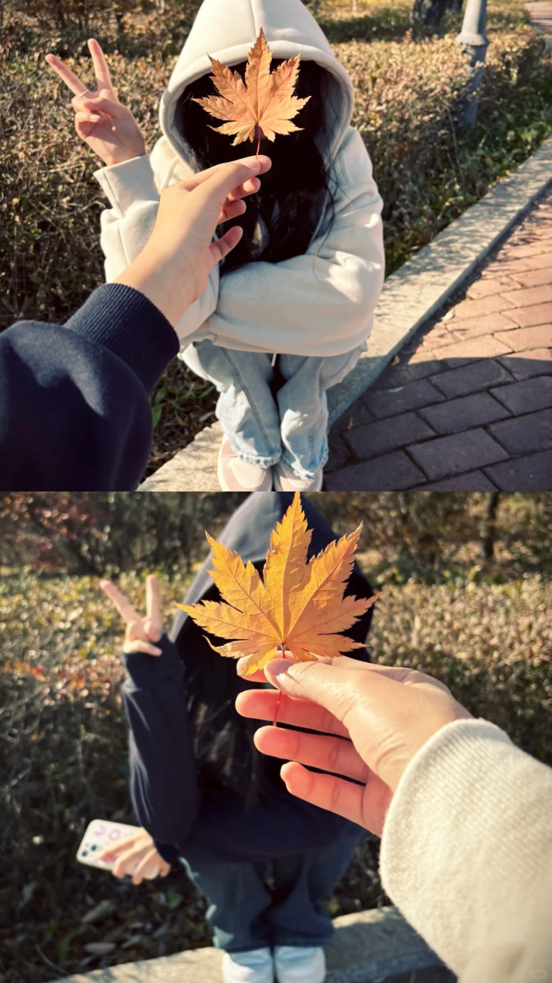 枫叶🍁