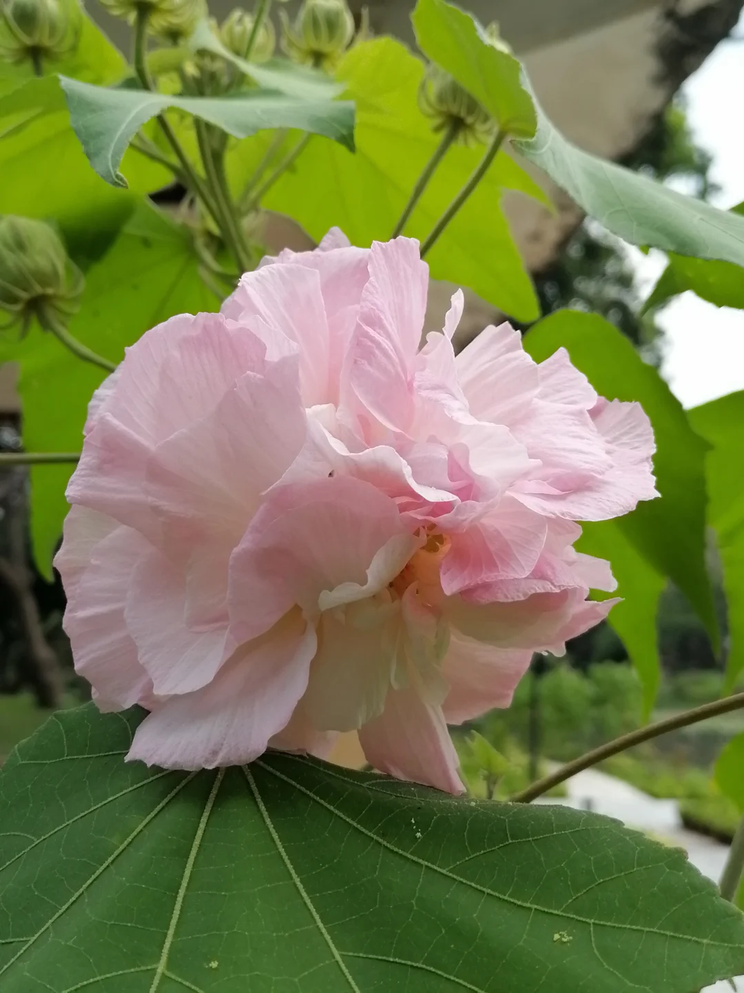 随手拍👉🏻木芙蓉
