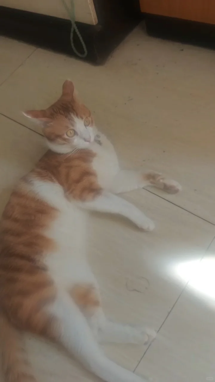 大橘如此妖娆