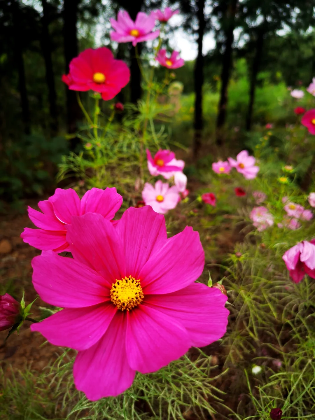 雨后娇艳的格桑花