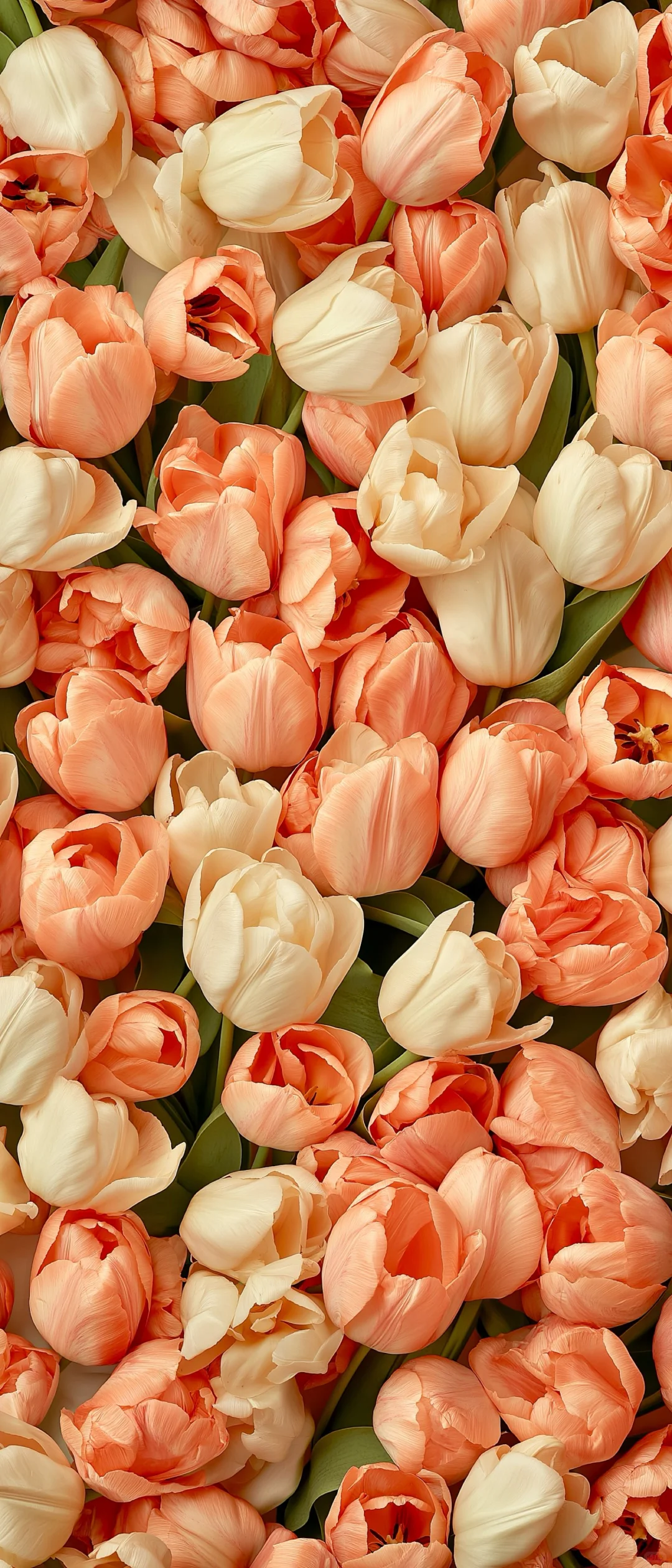 Wallpaper of the Day今日壁纸