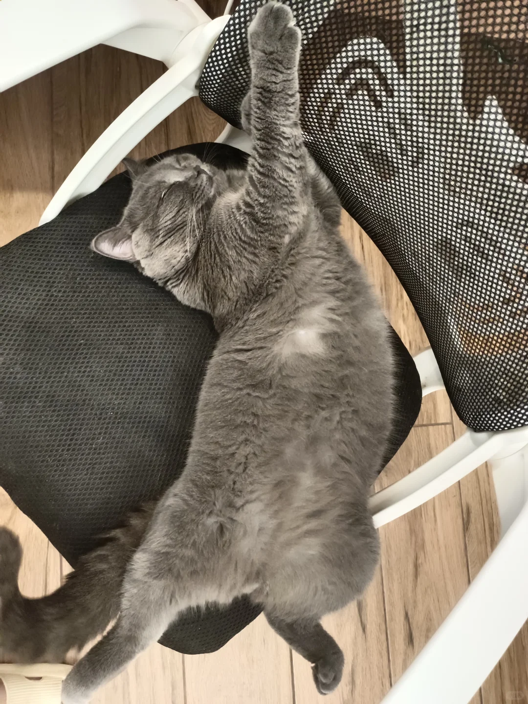 睡姿妖娆的咪🐱
